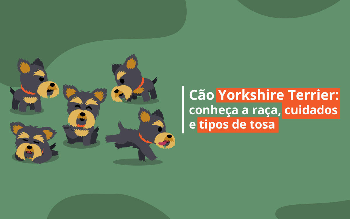 Cão Yorkshire Terrier: Conheça a Raça, Cuidados e Tosas
